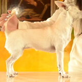 Foto van ~Saartje & de chihuahua roedel ~