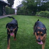 Xsana Samen met dekhond (rottweiler)