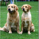 Foto van Golden Girls