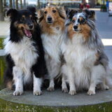 Easy,Shelby,Kyara