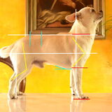 Foto van ~Saartje & de chihuahua roedel ~