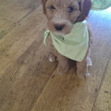 Senna met bandana. Beetje te groot nog.