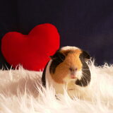 Foto van Angelique; Bruno, Charlie & Fenna