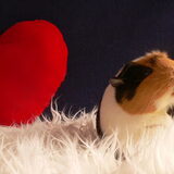 Foto van Angelique; Bruno, Charlie & Fenna