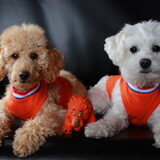 Foto van Inge, baasje van Gina, Flynn en Wobbe