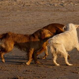 Foto van Golden Girls