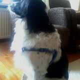 Bruno's nieuwe tuig! Blauw