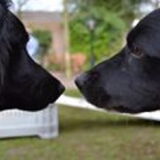 Foto van * Baasje Buddie met Anne*