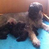 Presta met d'r elf pups