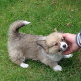 Max is de tuin bij de fokker