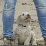 Hallo, ik ben Mas, een stoere Australian Labradoodle. Ik ben geboren op…