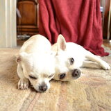 Foto van ~Saartje & de chihuahua roedel ~