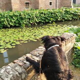 Foto van * Baasje Buddie met Anne*