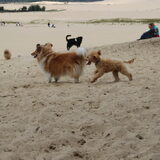 Poedelwandeling Drunense duinen