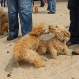 Poedelwandeling Drunense duinen