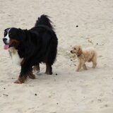 Foto van Inge, baasje van Gina, Flynn en Wobbe