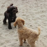 Foto van Inge, baasje van Gina, Flynn en Wobbe