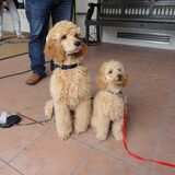 Foto van Inge, baasje van Gina, Flynn en Wobbe