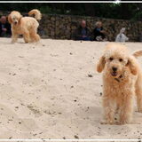 Foto van Inge, baasje van Gina, Flynn en Wobbe