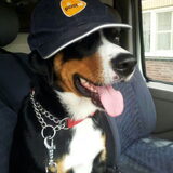 Dit is onze Falco Bowie Hij is onze mascotte. En ons kleine maatje: