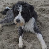 Foto van linneke