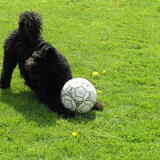 Foto van Twister's pumikennel