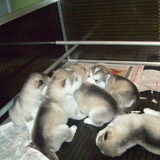 puppys