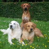 Foto van Golden Girls
