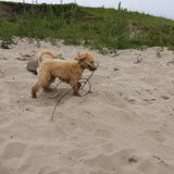 Foto van Inge, baasje van Gina, Flynn en Wobbe