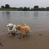 Foto van Inge, baasje van Gina, Flynn en Wobbe