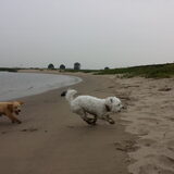 Foto van Inge, baasje van Gina, Flynn en Wobbe