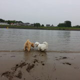Foto van Inge, baasje van Gina, Flynn en Wobbe