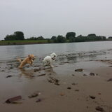 Foto van Inge, baasje van Gina, Flynn en Wobbe