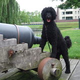 Foto van Petra