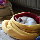 Foto van ~Saartje & de chihuahua roedel ~