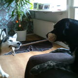 Samen spelen