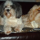 Foto van liesbeth,Turbo,Luna, Levi en Faith