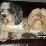 Foto van liesbeth,Turbo,Luna, Levi en Faith