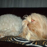 Foto van liesbeth,Turbo,Luna, Levi en Faith