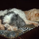 Foto van liesbeth,Turbo,Luna, Levi en Faith