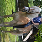 Foto van * Baasje Buddie met Anne*