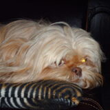Foto van liesbeth,Turbo,Luna, Levi en Faith