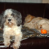 Foto van liesbeth,Turbo,Luna, Levi en Faith