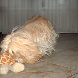 Luna aan het stoeien met 1 van haar knuffels.
