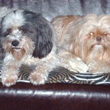 Foto van liesbeth,Turbo,Luna, Levi en Faith