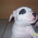 puppy van rakky