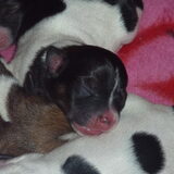 Foto van snowy