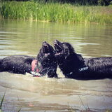 Foto van Anouk & Balou<3