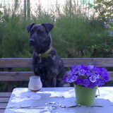 Onze "miss" Luna tijdens een warme zomerdag op een terrasje.