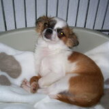 Dit is mijn Dusty ( Verwent he )